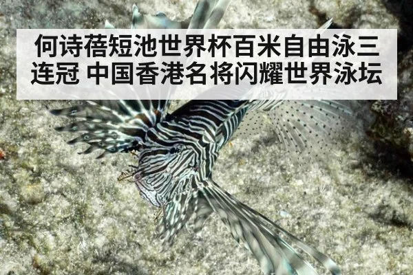 何诗蓓短池世界杯百米自由泳三连冠 中国香港名将闪耀世界泳坛