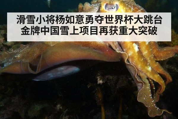 滑雪小将杨如意勇夺世界杯大跳台金牌中国雪上项目再获重大突破